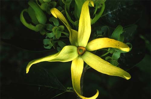 Ароматни Пръчици - Иланг Иланг (Ylang Ylang) HEM Corporation