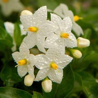 Ароматни Пръчици - Египетски Жасмин (Egyptian Jasmine) HEM Corporation