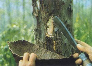 Бензое Етерично Масло