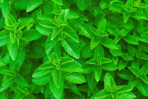 Ароматни Пръчици - Мента (Menta) Raj Fragrance