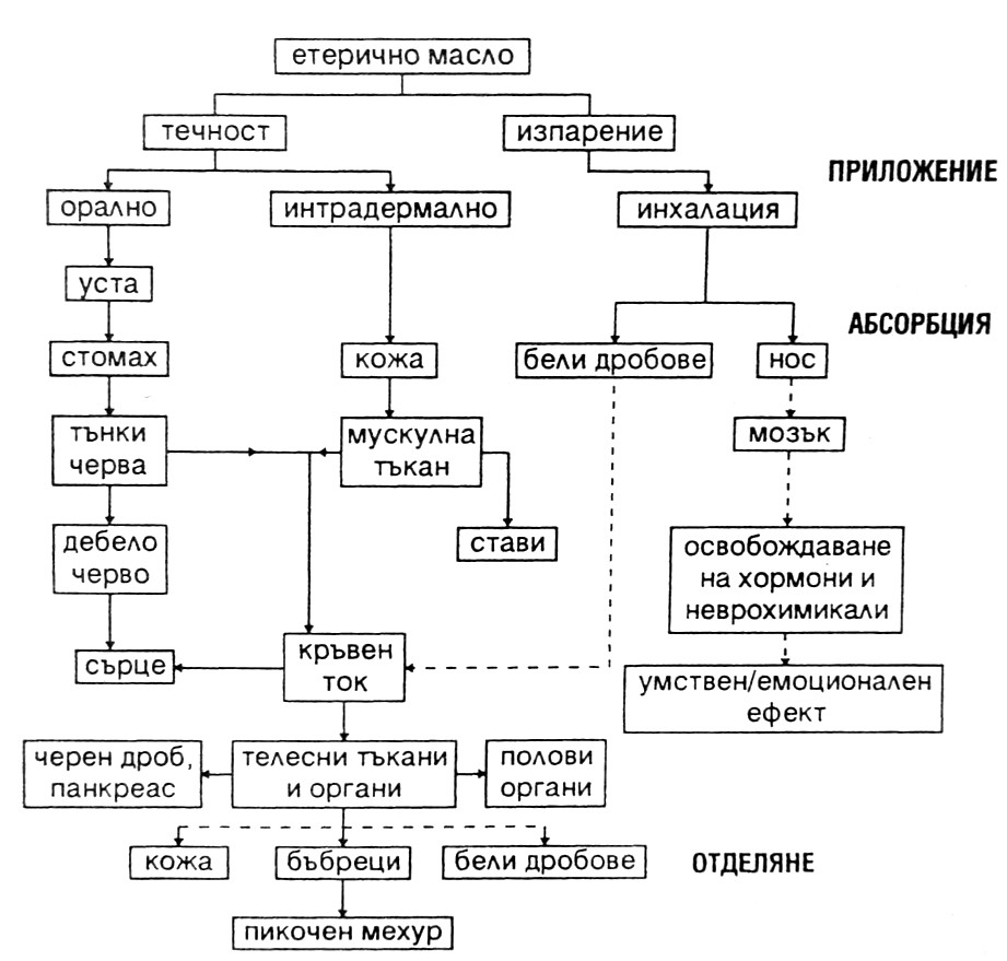 Методи на приложение на ароматерапията